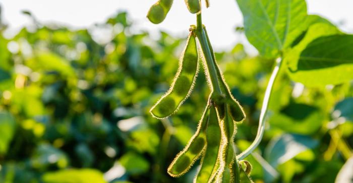 Soja aumenta liderança na matriz de matérias-primas do biodiesel no 1º bimestre 