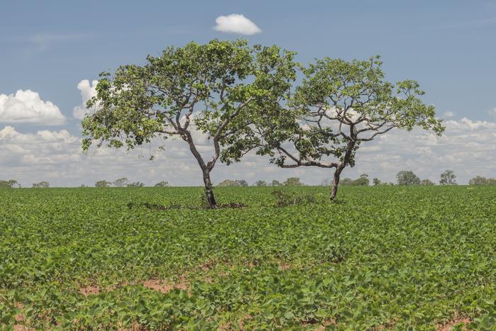 Área de soja no Cerrado pode aumentar sem desmatamento por mais de 10 anos, diz estudo