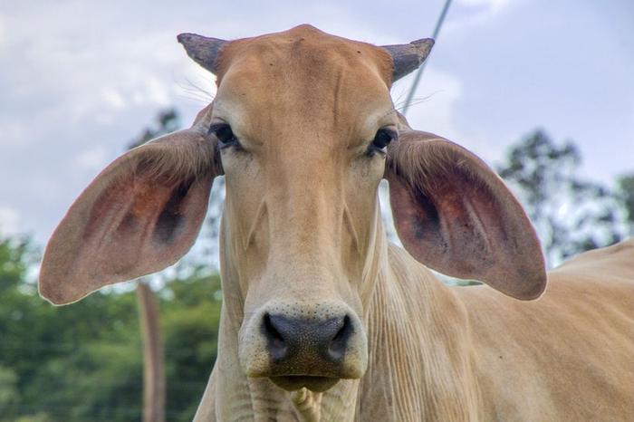 Sebo bovino perde espaço no setor de biodiesel