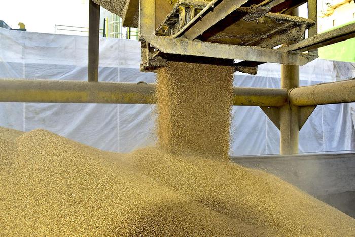 Soja chega a R$ 113,50 no porto de Paranaguá, diz Safras