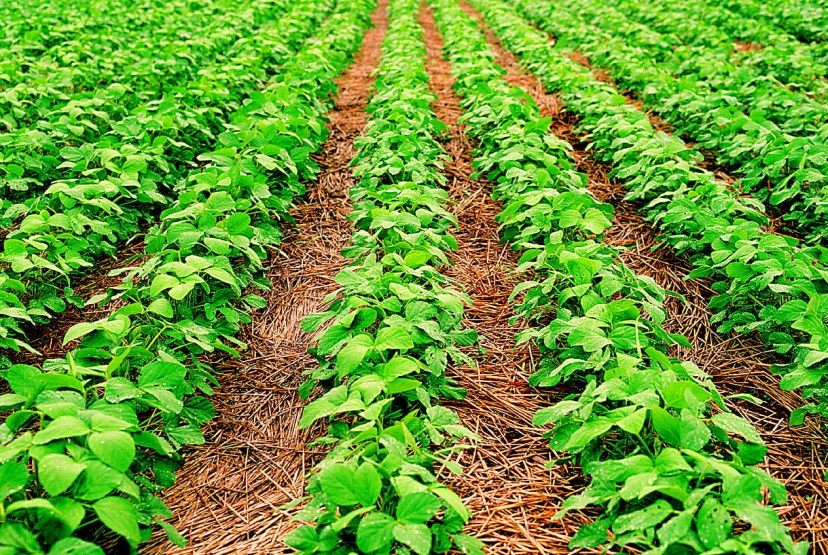 Venda de soja 20/21 pode chegar a 50% até o plantio; importação é possível