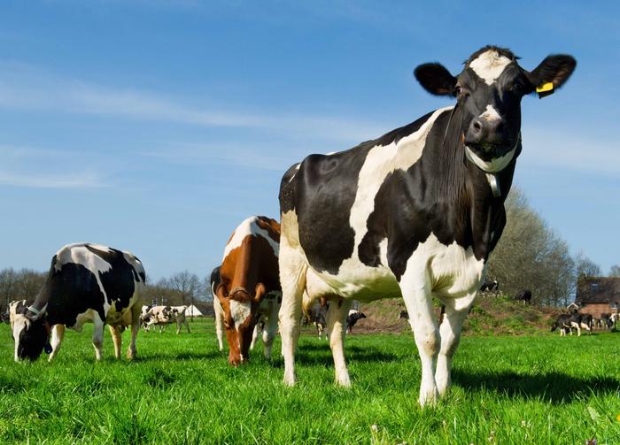 Semana abre com queda na cotação do sebo bovino