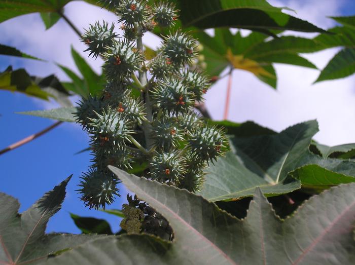 Cultivo da mamona perde espaço no país