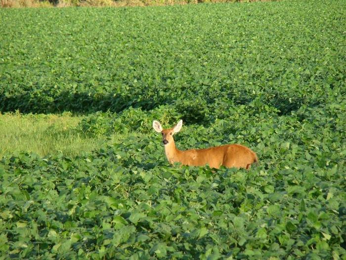 Zerar desmatamento da soja no cerrado custaria US$ 250 mi, diz Abiove