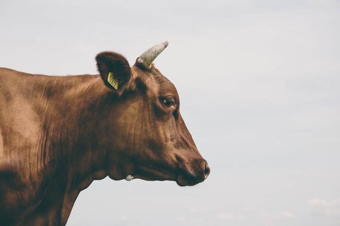 Sebo bovino tem terceira semana seguida de alta