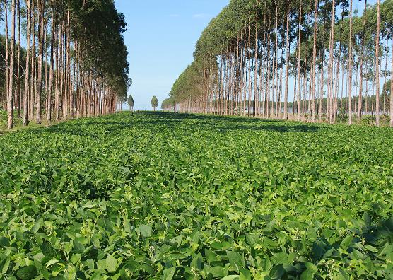 Embrapa e Bayer estabelecem cooperação para apoiar mercado de carbono para agricultura
