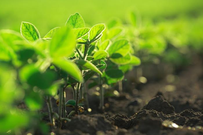 Permafrost descongela e incentiva cultivo de soja na Rússia