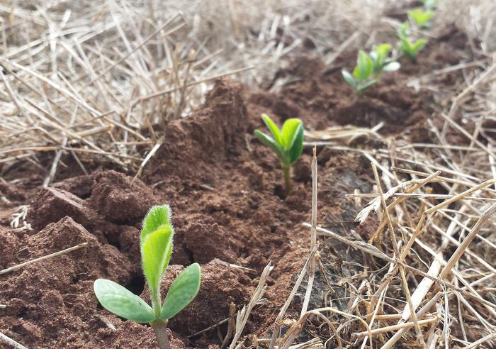Aumento do plantio de soja do Brasil em 20/21 será o maior em 6 anos