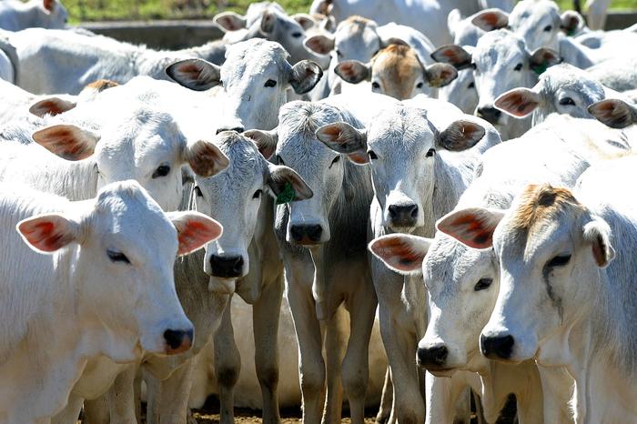 Sebo bovino se valorizou 5% no Brasil Central