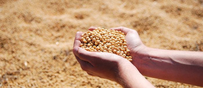 Agricultura avalia retirar tarifas de importação de soja, arroz e milho