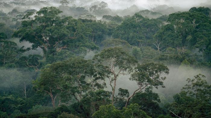 Coalizão de 17 gigantes de bens de consumo quer o fim do desmatamento