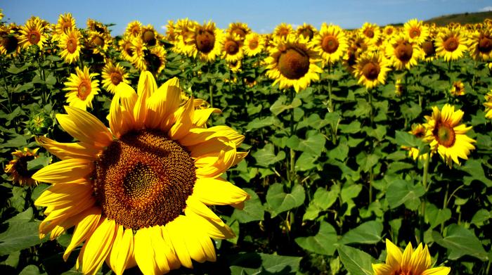 Girassol, o potencial que floresce na segunda safra