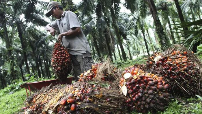 Fitch: La Niña pode reduzir em preços dos óleos vegetais em 2021