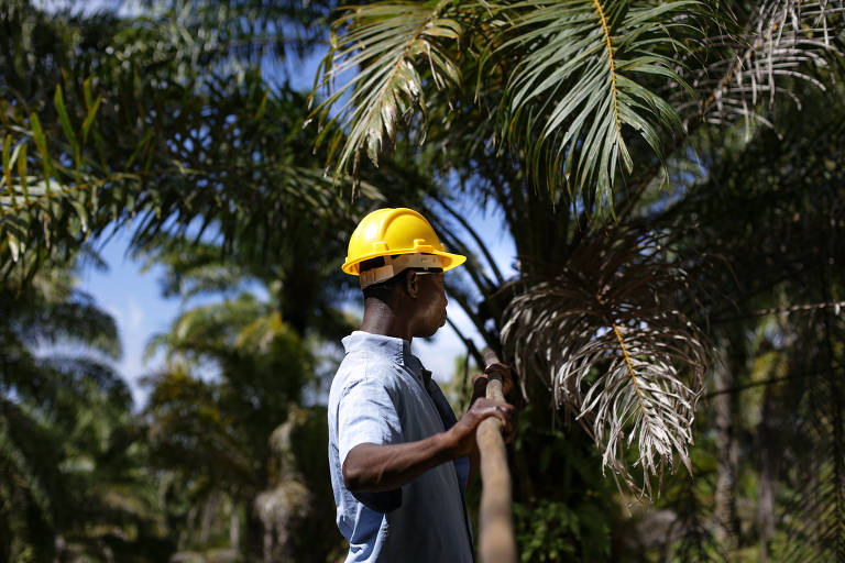 Pará ultrapassa Bahia na produção nacional de óleo de palma