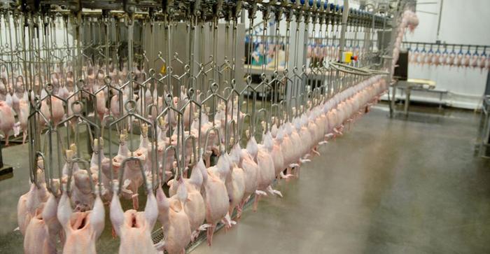 Embrapa Agroenergia inicia pesquisa para produzir de diesel verde a partir da carcaça de aves