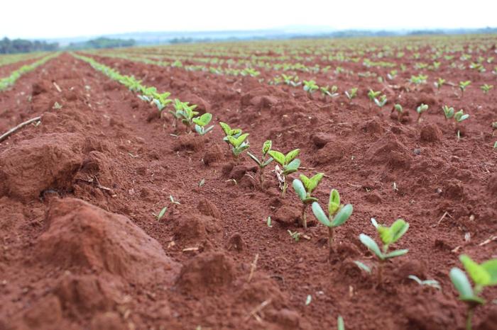 Safras vê replantio de soja por seca no Brasil e amplo atraso