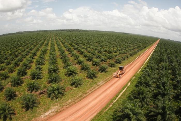 Cade aprova venda da Biopalma para a BBF