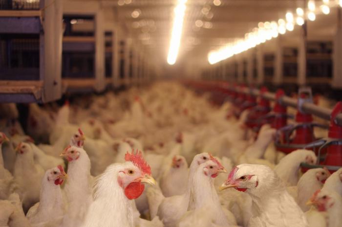 Avicultores de Santa Catarina querem frear exportação de grãos