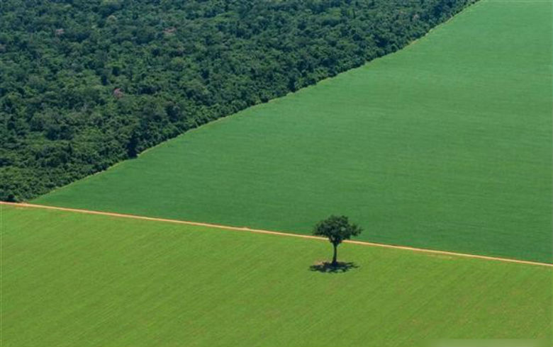 Para Abiove, plantio de soja é inexpressivo em áreas afetadas por incêndios na Amazônia