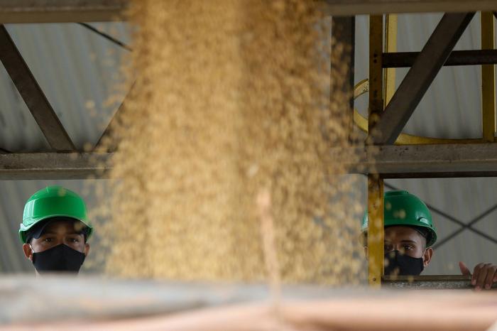 Exportação de soja traz desajuste a vários setores e exige importação recorde de matéria-prima