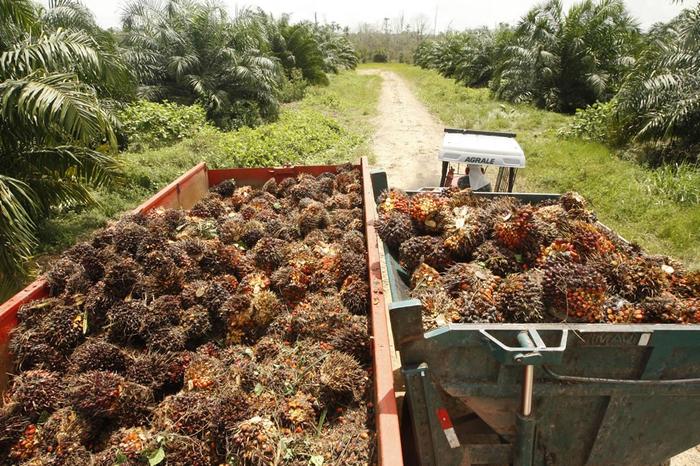 Após sinal verde do Cade, BBF completa aquisição da Biopalma