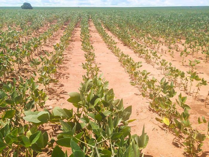 Para consultoria, produção de soja do Brasil pode ser reduzida devido ao clima