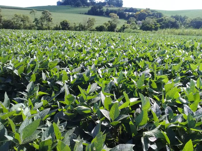 Datagro eleva área e estimativa de produção de soja na safra 2020/21 do Brasil