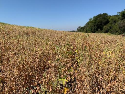 Mato Grosso deve ter quebra na safra de soja por causa do clima, diz Imea