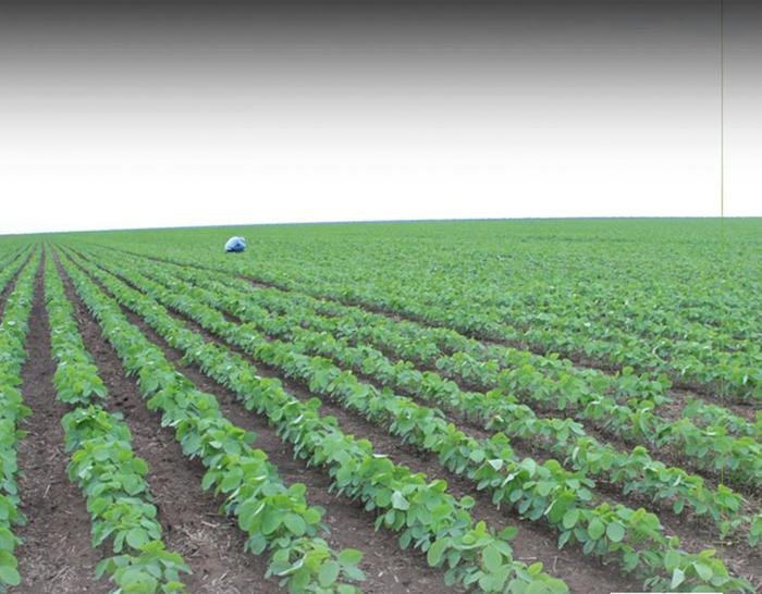 Céleres reduz projeção da safra de soja em 4,4 milhões de toneladas