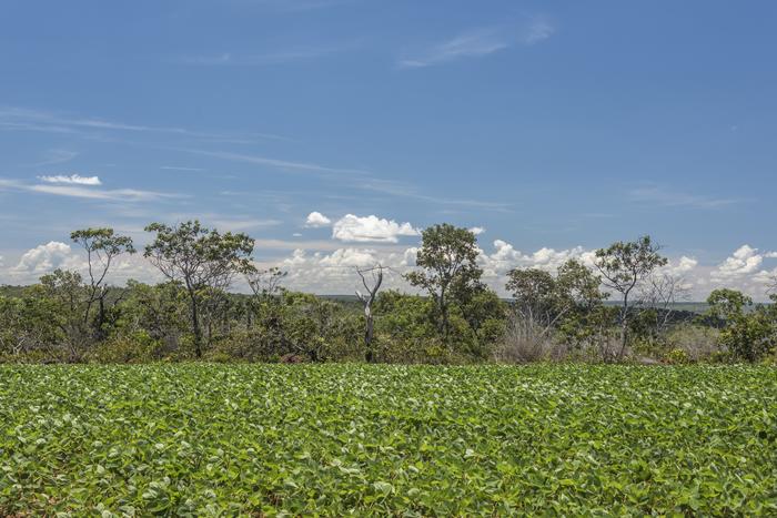 Múltis de alimentos e varejistas ampliam pressão contra a compra de soja de áreas desmatadas do Cerrado