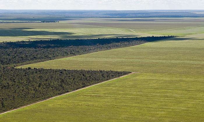 Soja: Abiove não aceitará moratória do Cerrado imposta por empresas internacionais