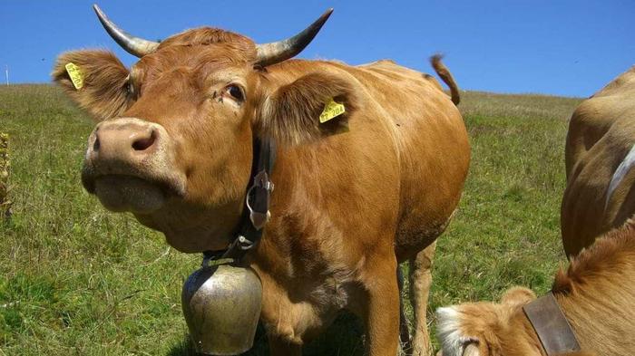 Programa de incentivo ao biodiesel leva inclusão e renda a pequenos pecuaristas