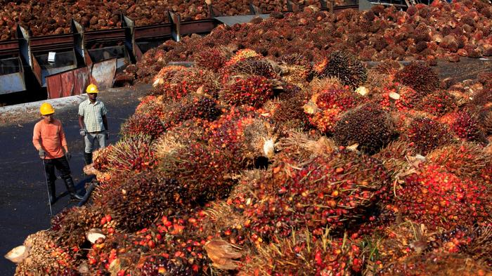 Indonésia e Malásia planejam lançar campanha em defesa do óleo de palma