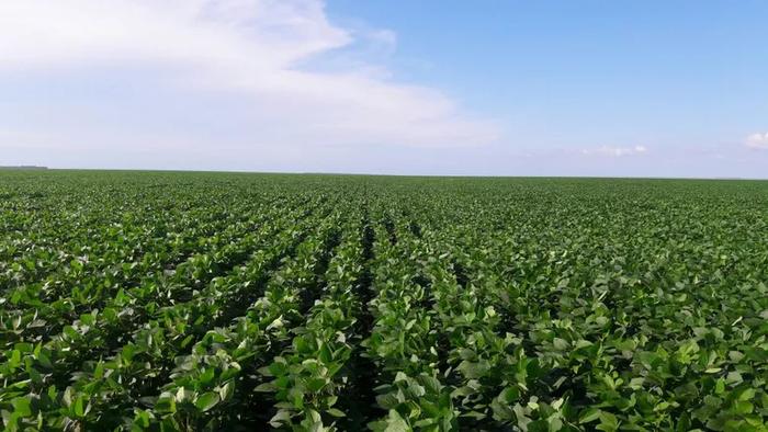Datagro eleva previsão da produção de soja do Brasil para 135,6 milhões de toneladas 