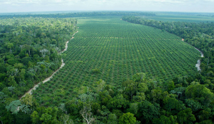 Óleo de palma 'sustentável' da Amazônia esconde desmatamento e contaminação