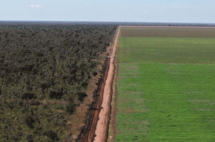 Bunge comprou soja dos maiores desmatadores do Cerrado em 2020, diz relatório