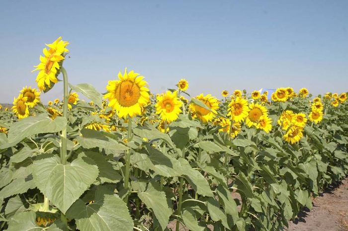 Produtores de girassol em Goiás se mantêm otimistas mesmo com atraso no plantio