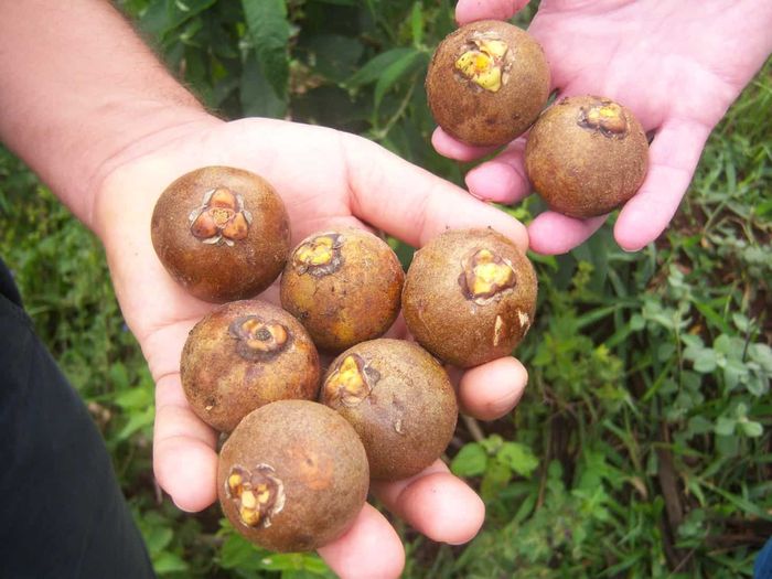 Projeto do governo de SP vai investir R$ 5 mi para promover cultivo da macaúba