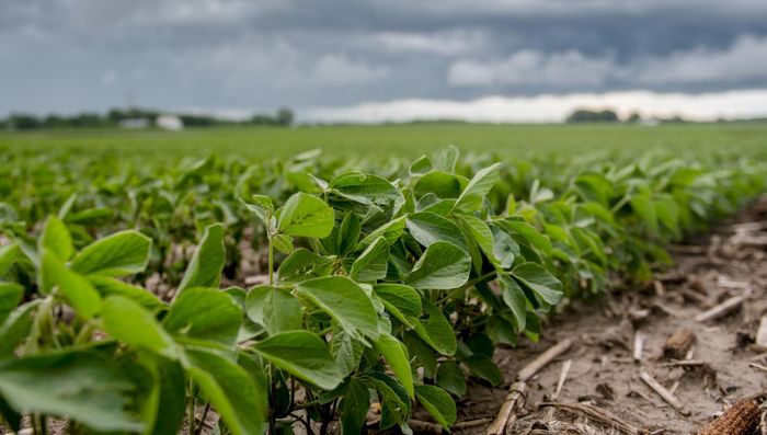 Datagro aponta novo recorde para safra de soja