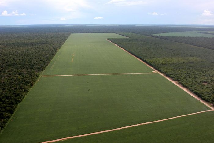Avanço do desmatamento na Amazônia faz agro perder mais de R$ 5 bilhões por ano