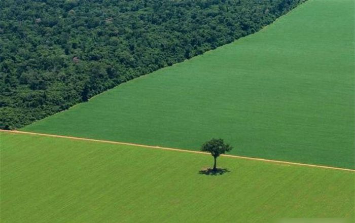 Gigantes do agro compram "soja pirata" que acelera desmatamento da Amazônia
