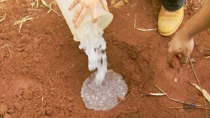 UFPB patenteia hidrogel a base de glicerina para uso na agricultura