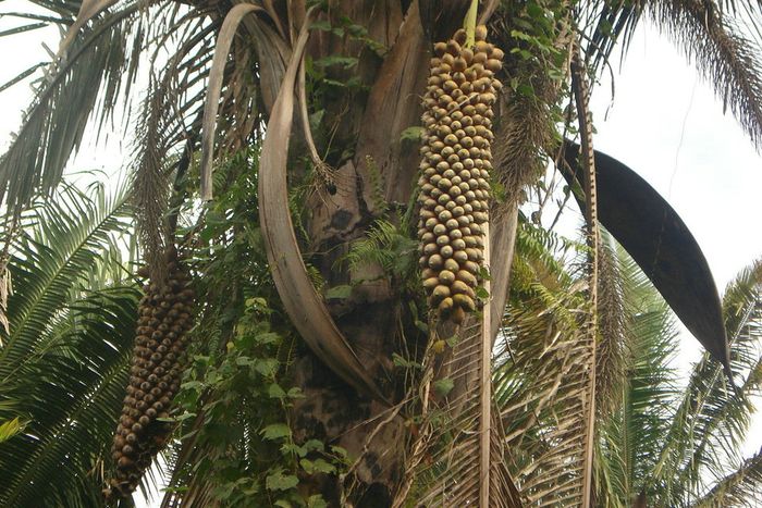 Estudo vê espaço aberto para os biocombustíveis