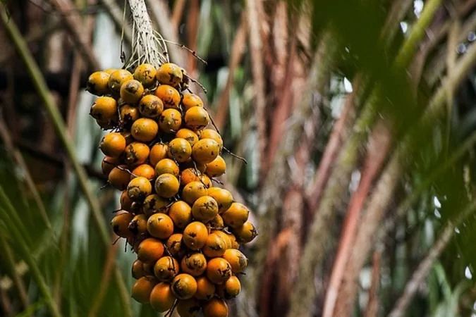 Fruto da Amazônia pode substituir óleo de Palma