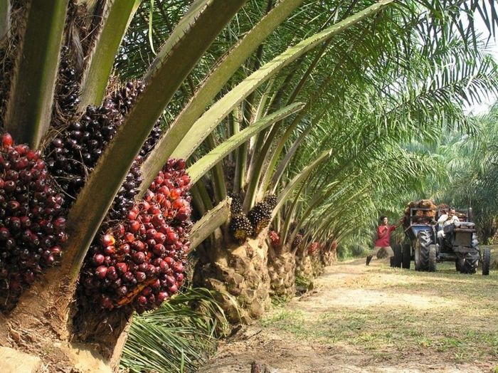 Filial da Oleoplan vai produzir eletricidade a partir de óleo de palma