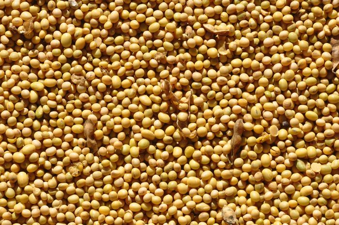 Commodities: Soja e milho fecham o dia em alta em Chicago
