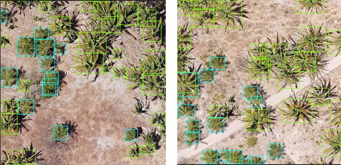 Inteligência artificial diferencia e conta plantas de macaúba e babaçu no campo