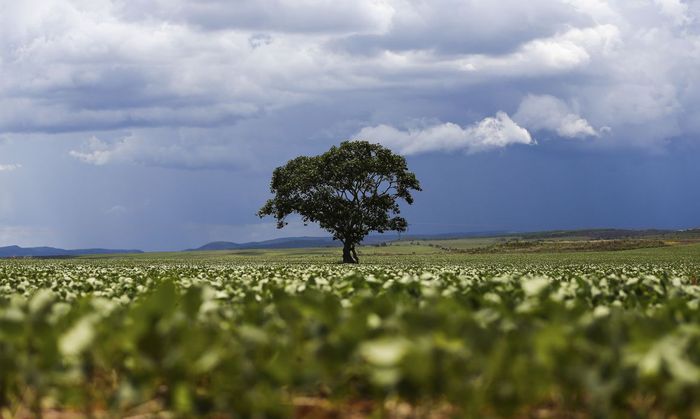 Pressão por soja com desmate zero é crescente