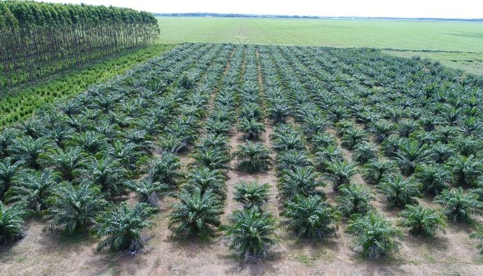 Embrapa Agroenergia realiza webinar sobre a cultura da palma-de-óleo