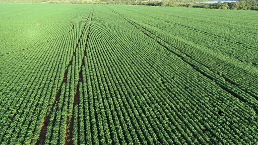 Grãos: Imea eleva previsão de área com soja no Mato Grosso em 2021/22